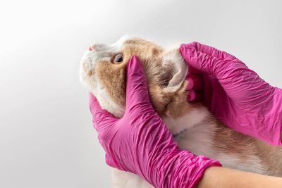 Female veterinarian doctor in pink gloves examines a cat's ears. The breed Felis catus is white and red with a pink nose. For banner and advertising with copy space